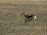 Thomsons Gazelle Fawn Suckling Milk from its Mother