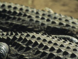 The Backs of Crocodiles in the African Sun  South Africa