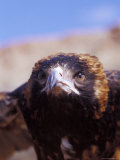 The Intense Glare of a Black Breasted Buzzard  Australia