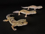 Three Female Leopard Geckos at the Zoo  Sunset Zoo  Kansas