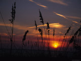 Sea Oats Blow in the Breeze as the Sun Sets over the Gulf of Mexico  Holmes Beach  Florida