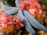 Sea Star with Pink Soft Corals  Malapascua Island  Philippines