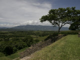 Tree and Mayan Ruins of Tonina  Mexico