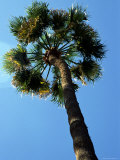 Single Palm Tree