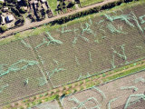 The Green Plastic Provides Shade for the Vineyards in Coastal Morocco