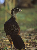 Unidentified Bird