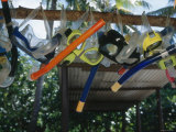 Snorkeling Equipment Hanging from Tree Branch
