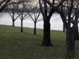 Trees Line the Potomac River in Washington  DC