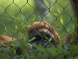 Sumatran Orangutan Male Named Chewbacca at the Sedgwick County Zoo  Kansas