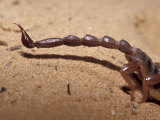 Venomous Pointed Scorpion Tail Sting  Abdomen and Hind Legs  Australia