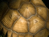 Tortoise Shell at the Lincoln Children's Zoo  Nebraska