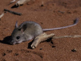 Timid Nocturnal Spinifex Hopping Mouse Rests on a Red Sand Dune  Australia