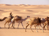 Tuareg Reads the Koran While Riding to Bilma to Buy Salt for Trading