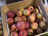 These Freshly Picked Apples Will Soon Be Delicious Caramel Apples
