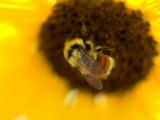 Sunflower and Bumble Bee in Eastern Montana