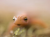 Striped Newt from the Omaha Zoo  Nebraska