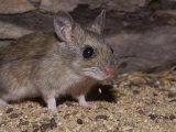 Spinifex Hopping Mouse Dropping Seed from its Mouth Whilst Feeding  Australia