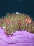 Solomon Islands Amphiprion Perideraion Anemonefish Clown Fish Close-Up