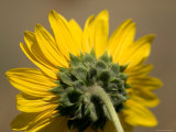Sunflower in Eastern Montana