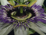 The Vivid Purple and Intricate Patterning of a Passionfruit Flower  North Carlton  Australia