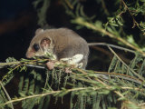 Tiny Feathertail Glider Climbing on a Branch at Night  Australia