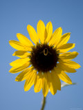 Sunflowers and Bumble Bees in Eastern Montana