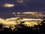 The Silhouette of Eucalypt Gum Trees against a Golden Sunset  Australia