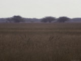 The Horns of Resting Blackbuck Antelope Appear in Tall Grasses