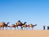 Tuareg Journey Across the Desert to Bilma to Buy Salt for Trade