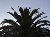 Top of a Palm Tree  Ventura  California