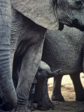 Two Elephants Walking with a Baby in Between  South Africa