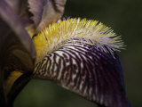 The Intricate Markings of a Purple Orchid Petal and Yellow Stamen  Australia