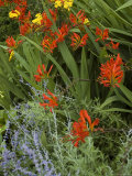 Summer Flowers Growing in a Garden  Mystic  Connecticut