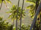 Scenic View of Backlit Coconut Palm Trees  Anaho Bay  French Polynesia