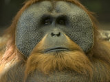 Sumatran Orangutan at the Sedgwick County Zoo  Kansas