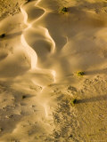 Sunkissed Dunes with Some Vegetation Cover in the Central Sahara  Niger