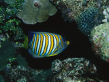 Tropical Regal Angelfish  Pygoplites Diacanthus