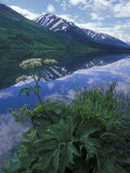 Summit Lake  Cow Parsnip  Lake and Mountains  Alaska