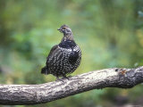 Spruce Grouse Perched on a Branch  Alaska