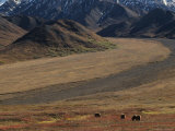 Sow Grizzly with Two Cubs Grazing  Alaska