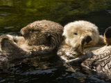 Two Captive Sea Otters Floating Back to Back