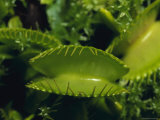 The Sawtooth Venus Flytrap  Faucaria Family  A Carnivorous Plant  Australia