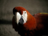 The Bright Red Feathers of Scarlet Macaw  Melbourne Zoo  Australia