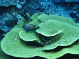 Surgeonfish Swimming over Turbinaria Reniformis  Cabage Coral