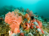 Soft Corals of Many Hues Cover a Reef  Malapascua Island  Philippines