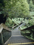 Stairwell and Aerial Walkway Overlooking Cool Temperate Rainforest  Australia