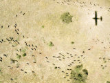 Wildebeest Disperse over the Serengeti as the Plane Flys Over  Tanzania