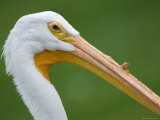 White Pelican at the Sunset Zoo  Kansas