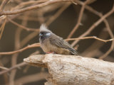 Towhee at the Omaha Zoo  Nebraska