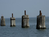 Wooden Pilings at a Ferry Dock